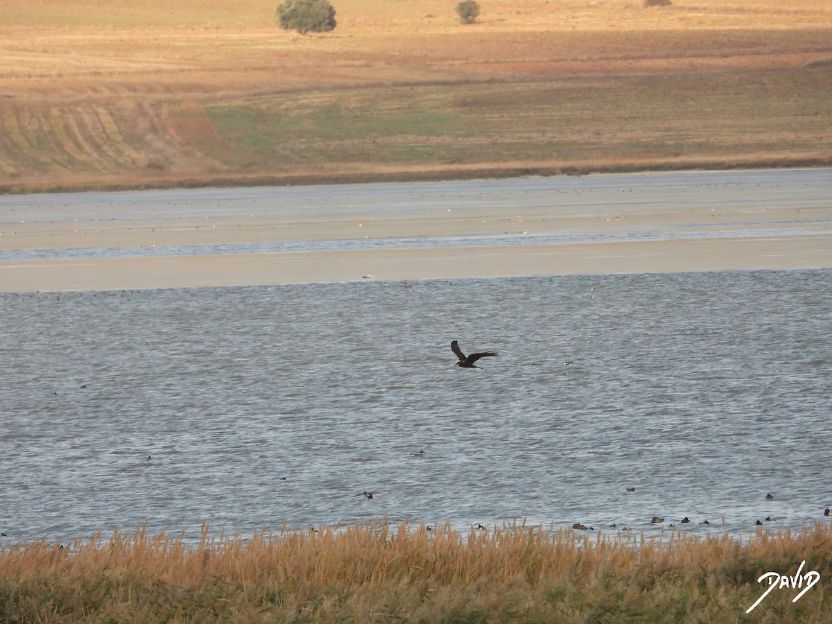 Aguilucho Lagunero Occidental - ML644511452