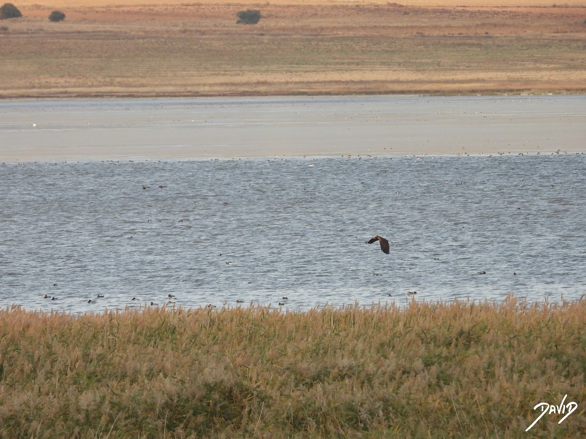 Aguilucho Lagunero Occidental - ML644511453