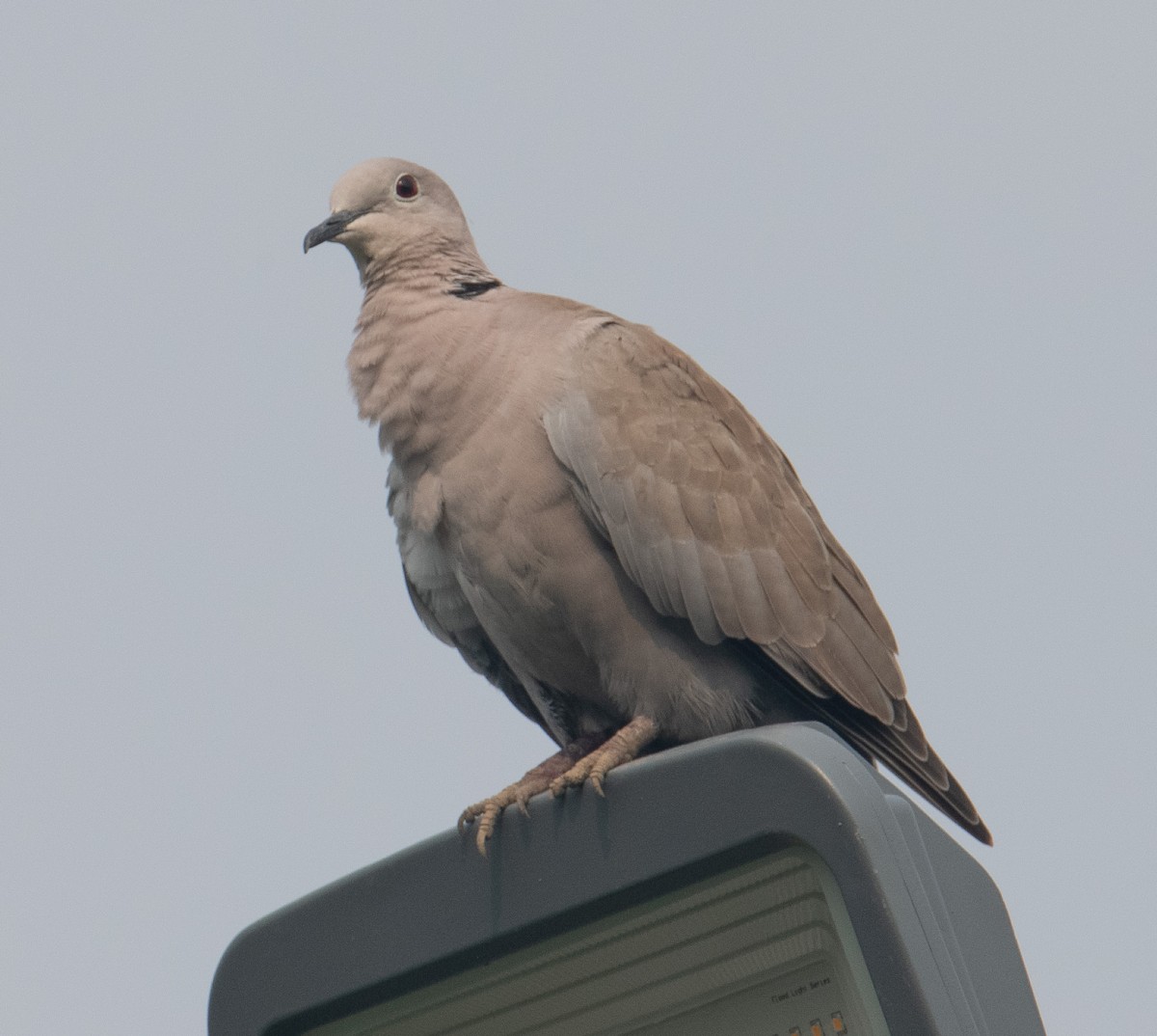 hrdlička zahradní - ML644511456