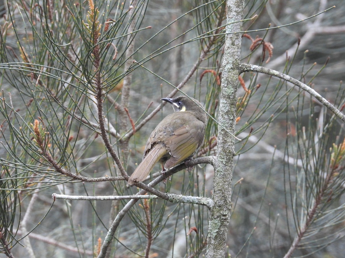 Lewin Balkuşu - ML644511457