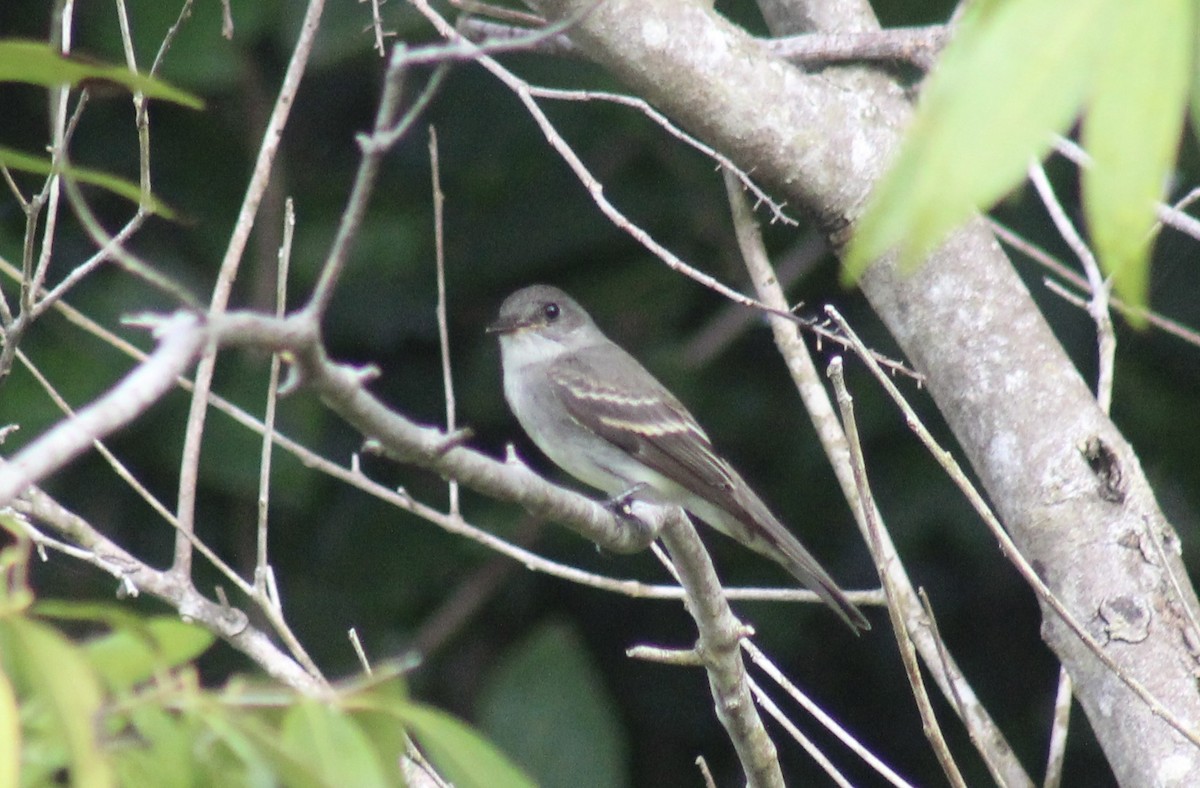 Eastern Wood-Pewee - ML644511460