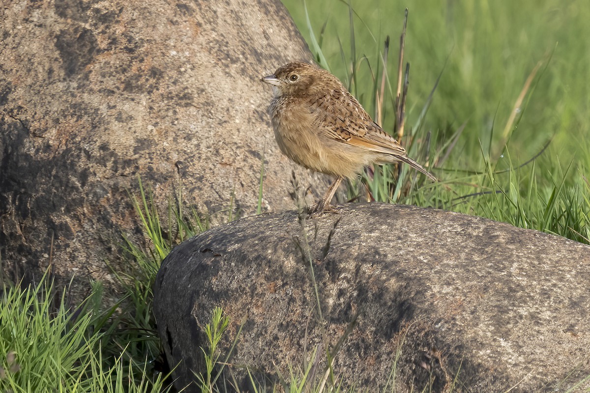 Eastern Clapper Lark - ML644511462