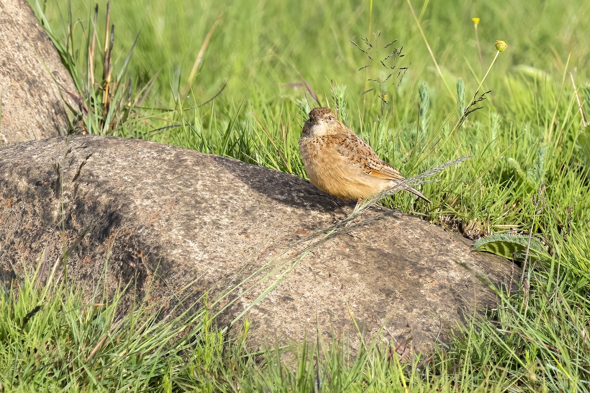 Eastern Clapper Lark - ML644511463