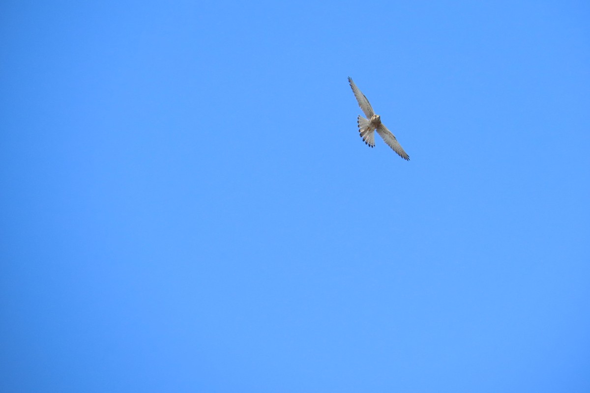Eurasian Kestrel - ML644511483