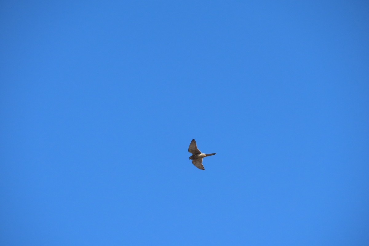 Eurasian Kestrel - ML644511484