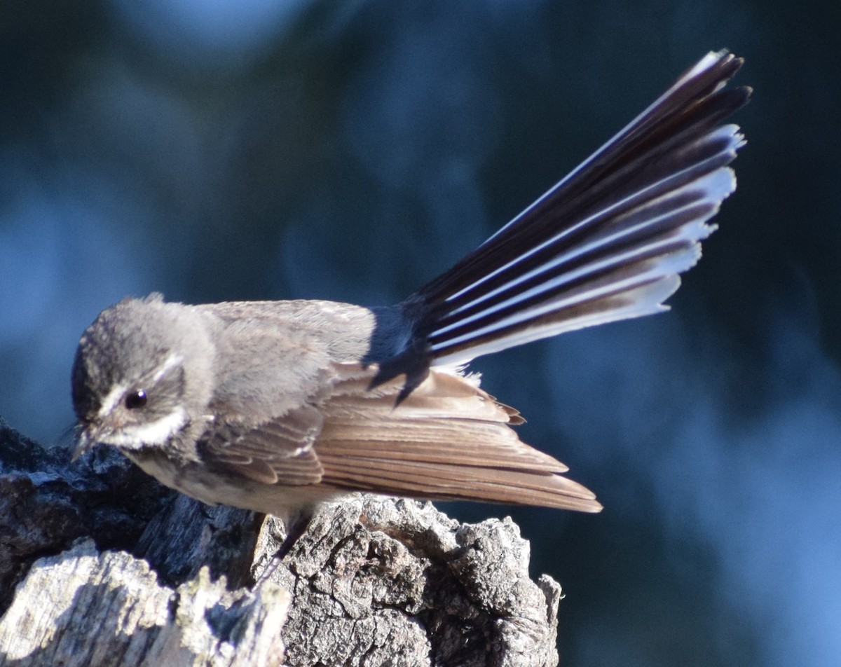 Gray Fantail - ML644511494