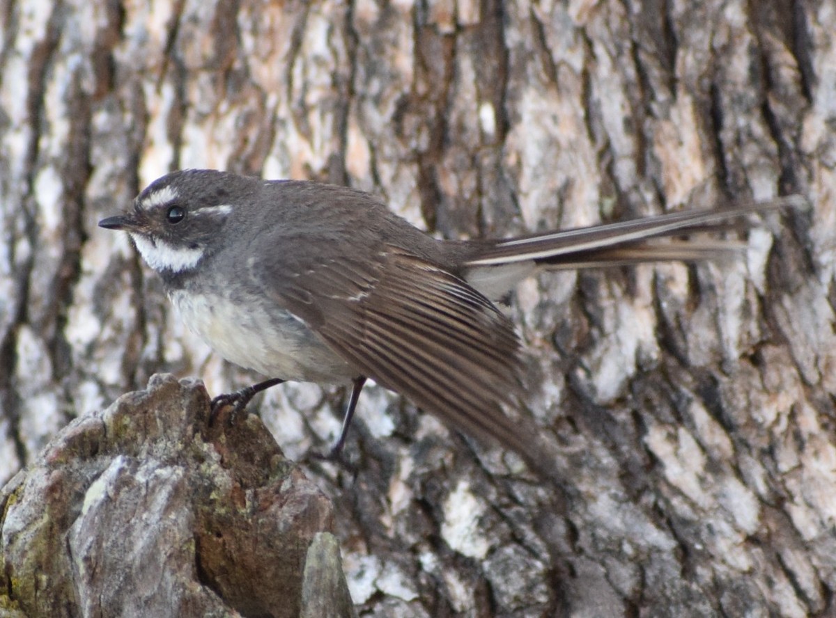 Gray Fantail - ML644511495