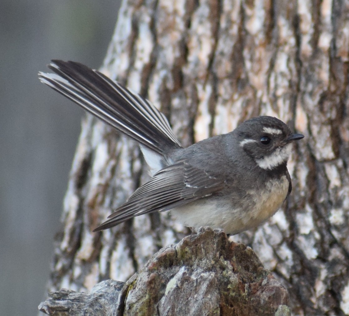 Gray Fantail - ML644511496