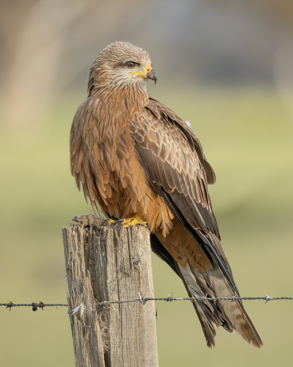 Black Kite - ML644511499