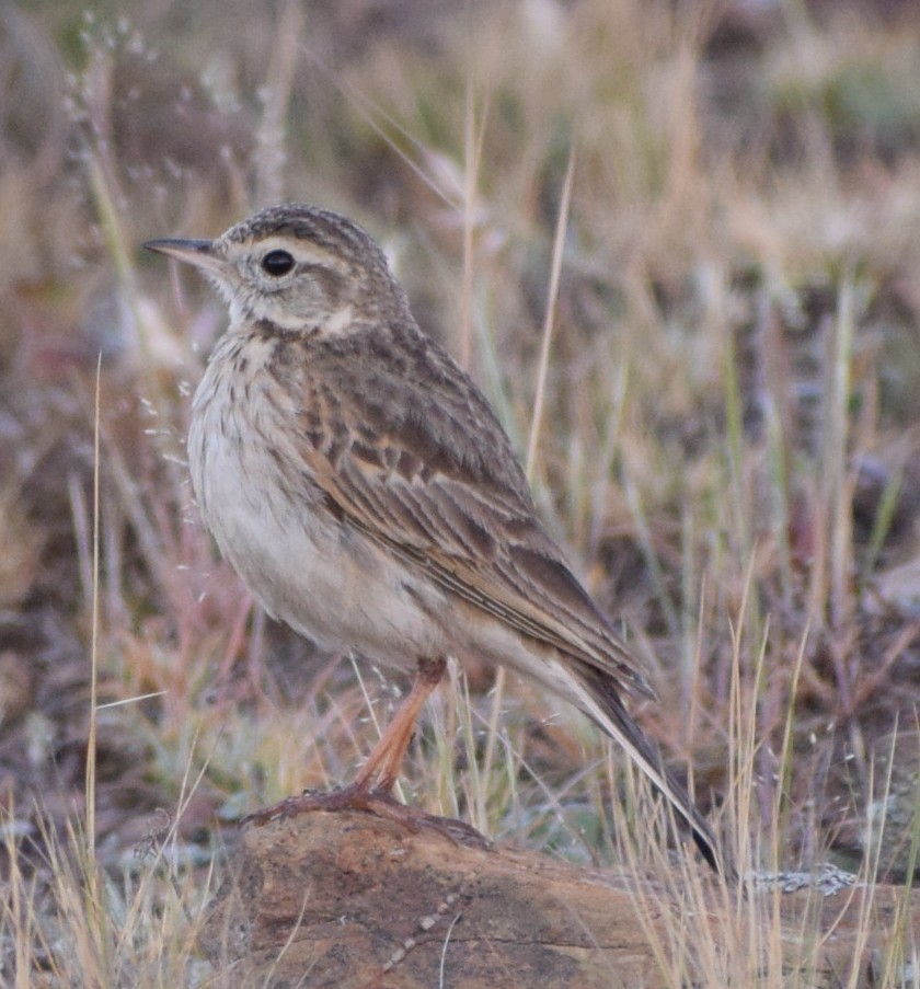 Australian Pipit - ML644511500