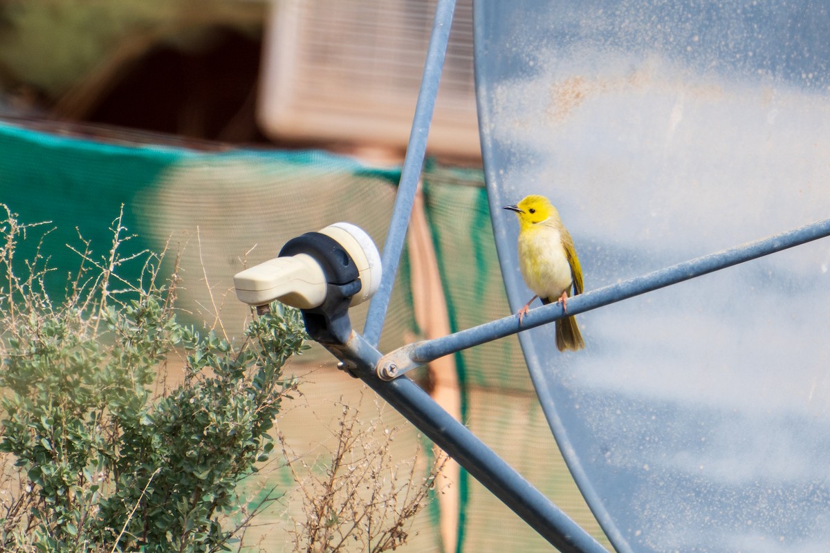 Медник блідий - ML644511501