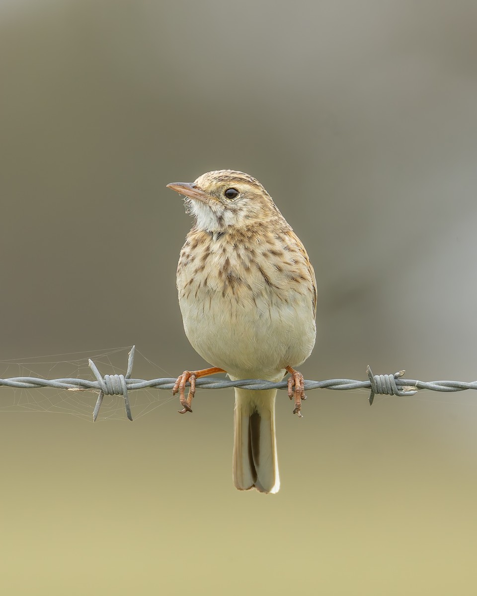 Australian Pipit - ML644511502