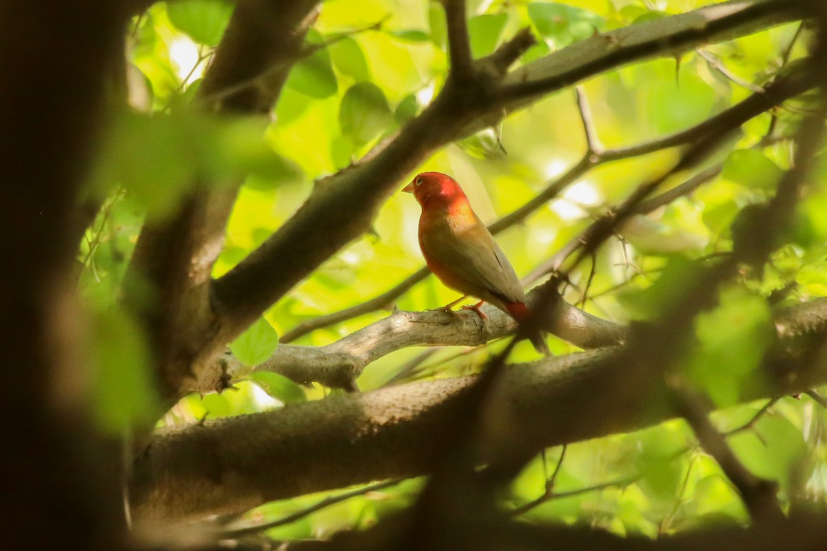 Red-billed Firefinch - ML644511504