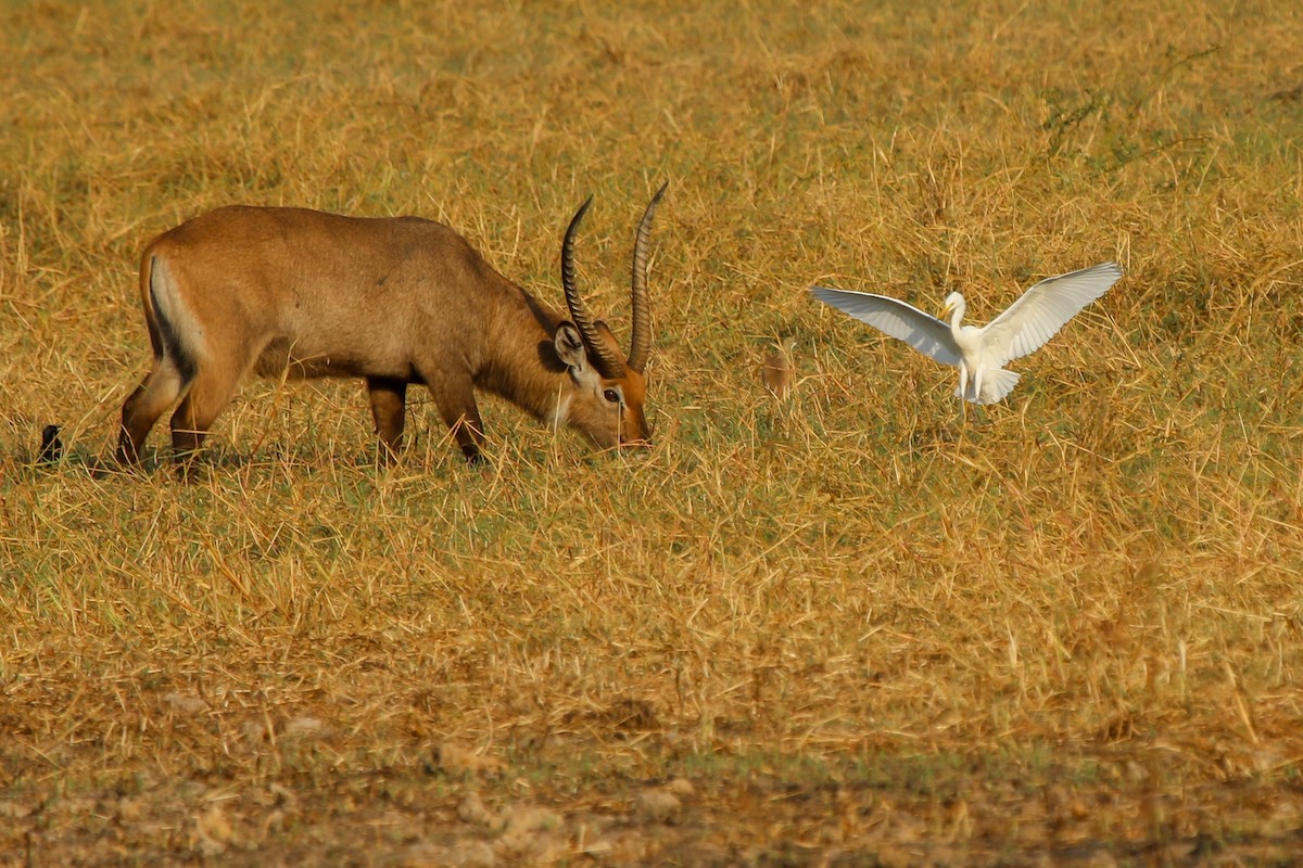 Western Cattle-Egret - ML644511505