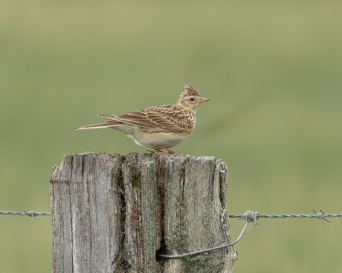 Eurasian Skylark - ML644511515