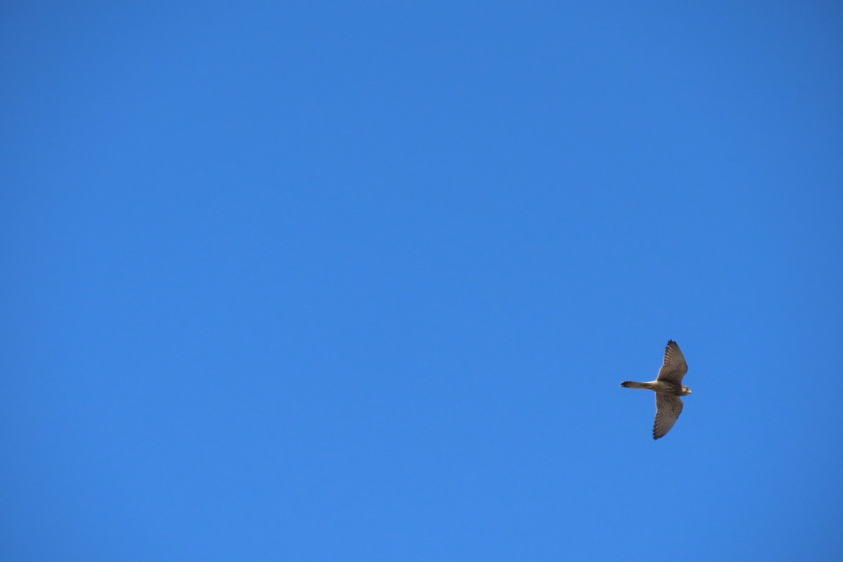 Eurasian Kestrel - ML644511520