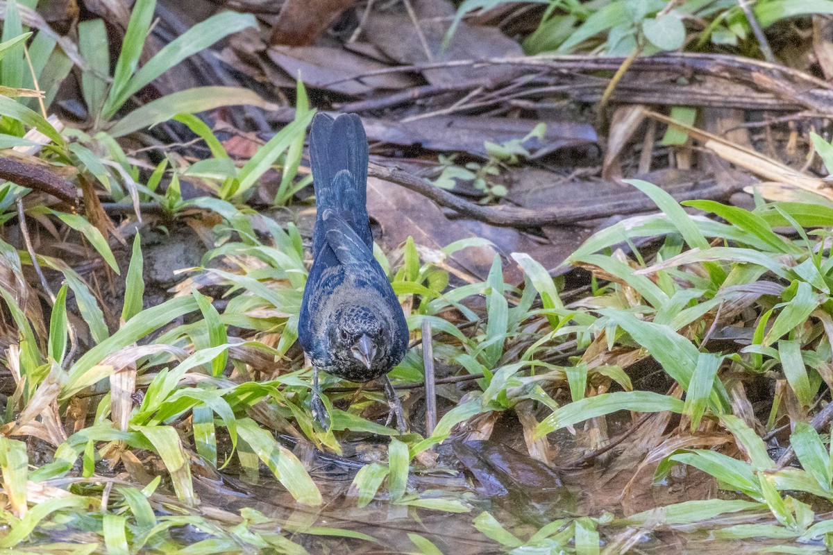 Якарина - ML644511531