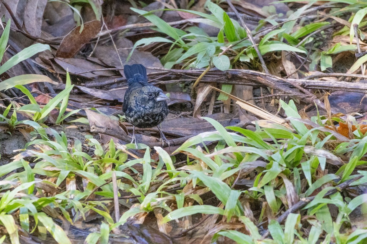 Якарина - ML644511533