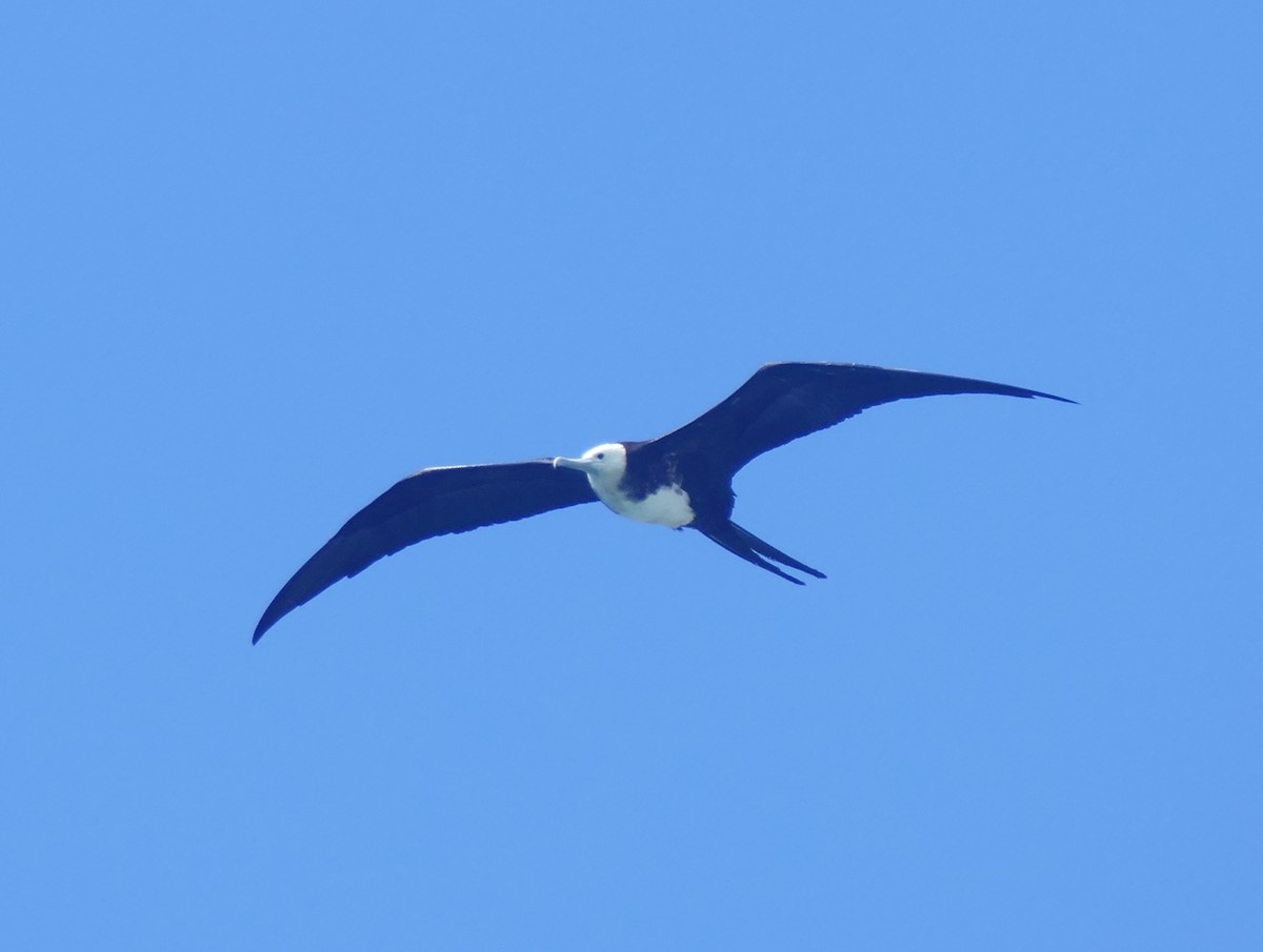 Prachtfregattvogel - ML644511546