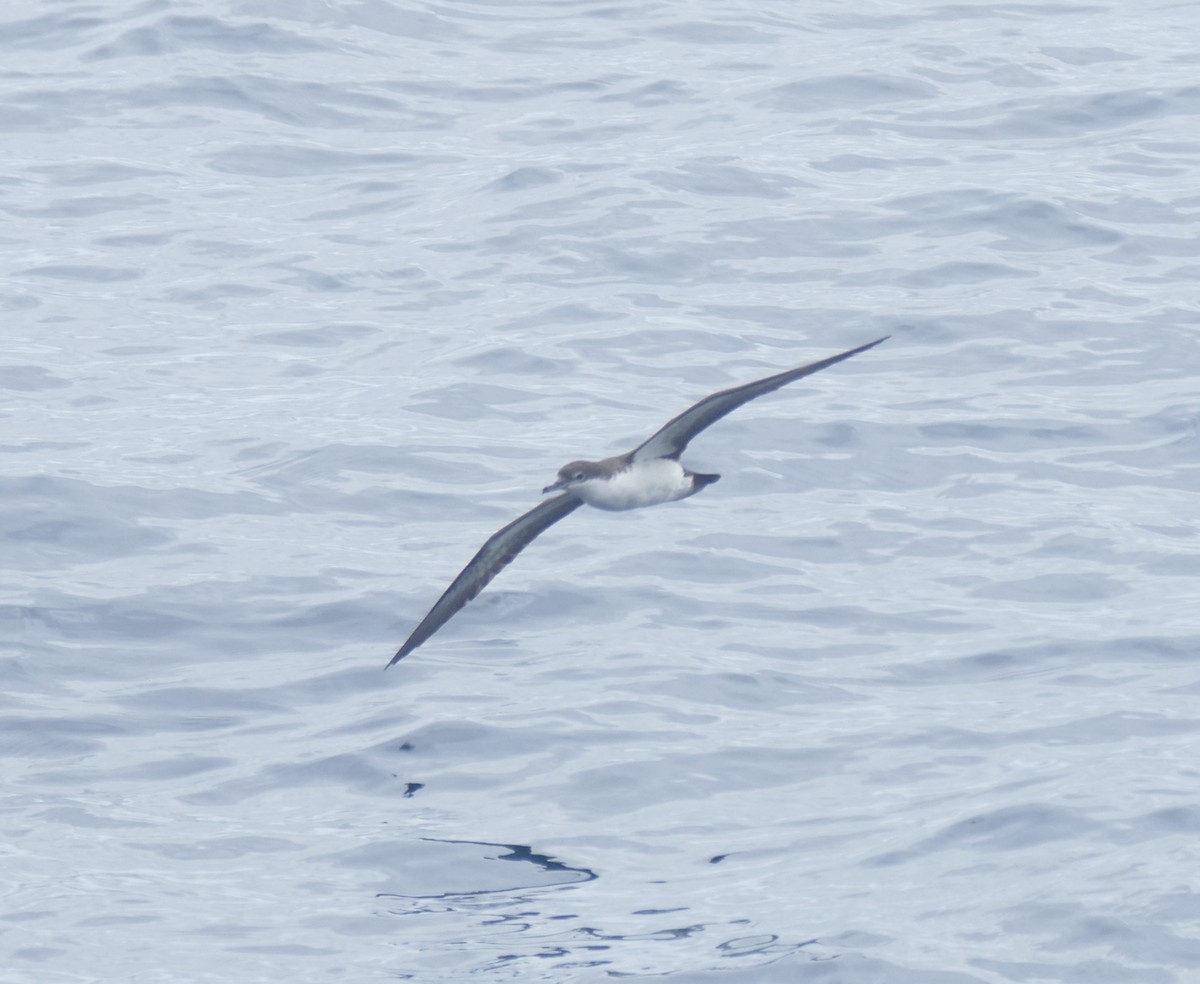 Galapagos Shearwater - ML644511550