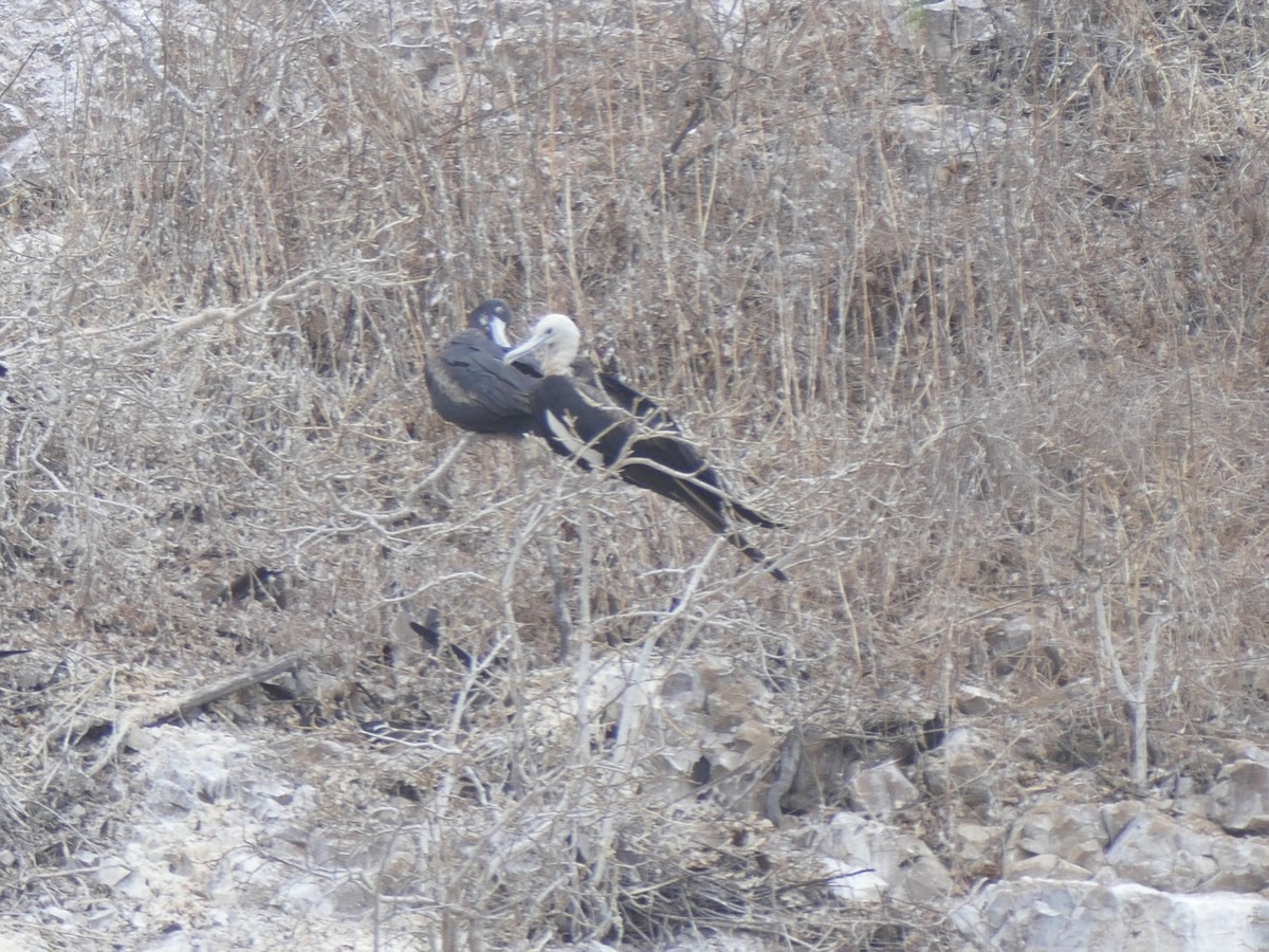 Great Frigatebird - ML644511551