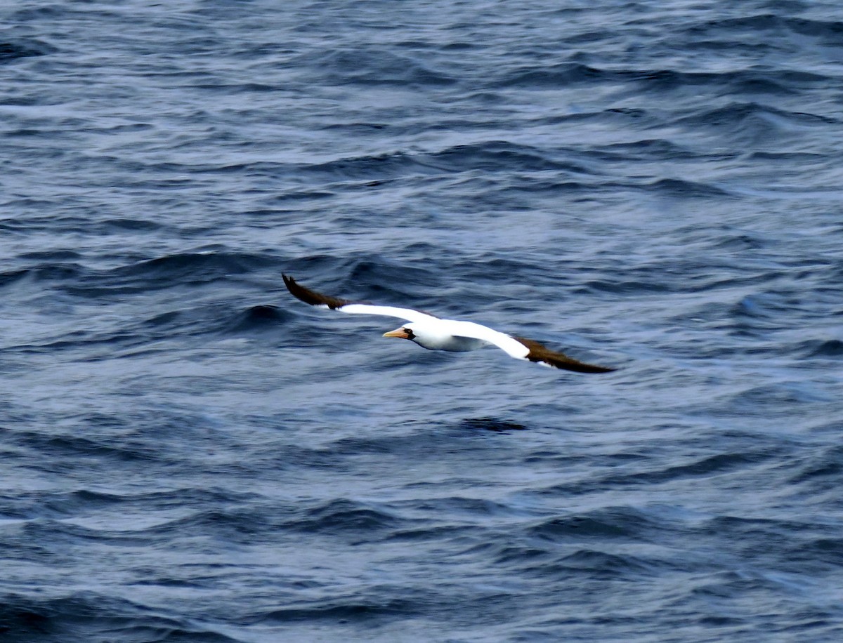 Nazca Booby - ML644511552