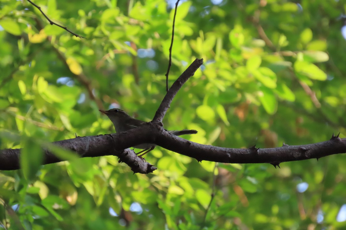 コムシクイ - ML644511560