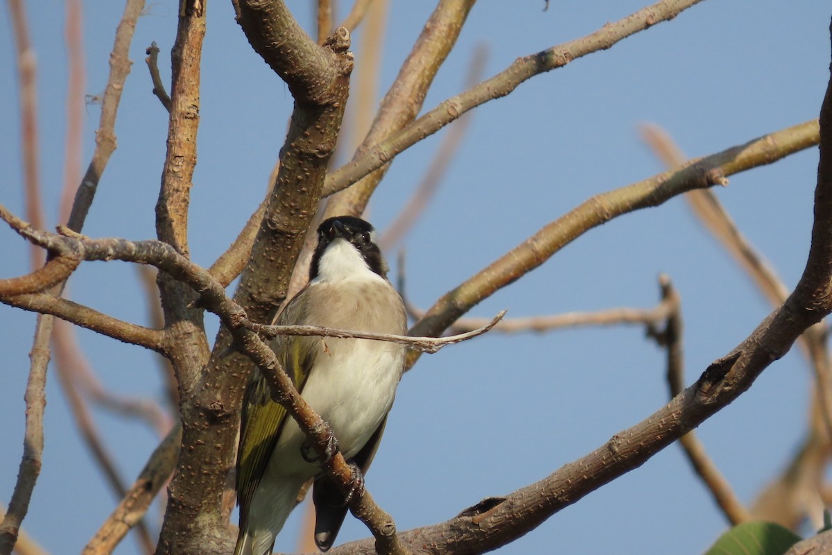 Light-vented Bulbul - ML644511565
