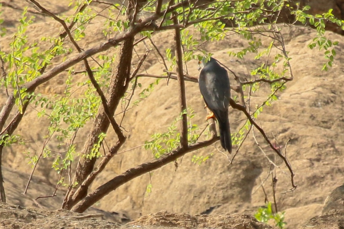 Shikra - ML644511575