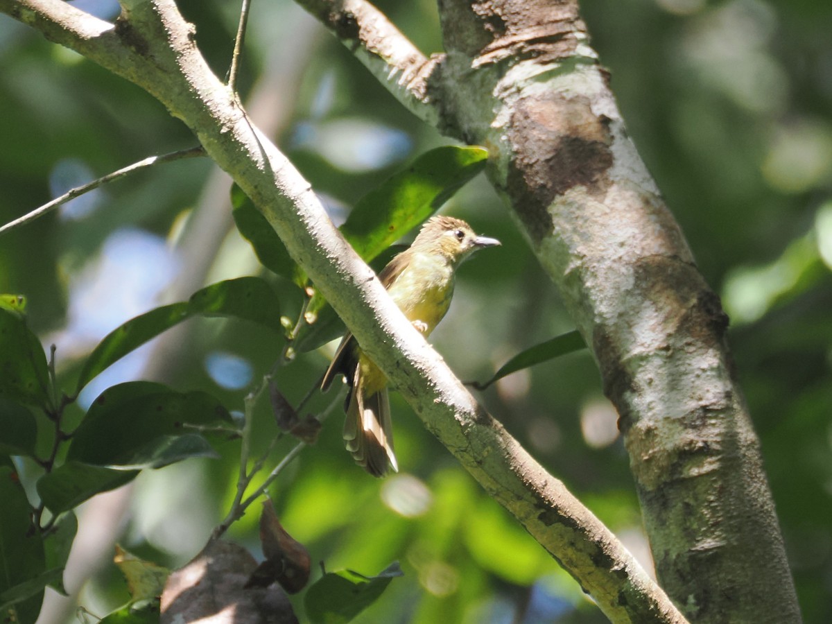 hårbylbyl - ML644511576