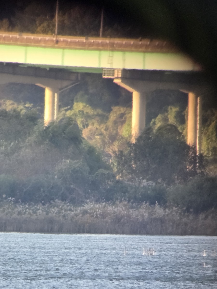 Whooper Swan - ML644511577