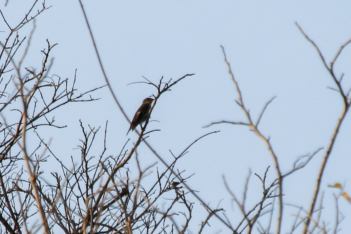 European Pied Flycatcher - ML644511579