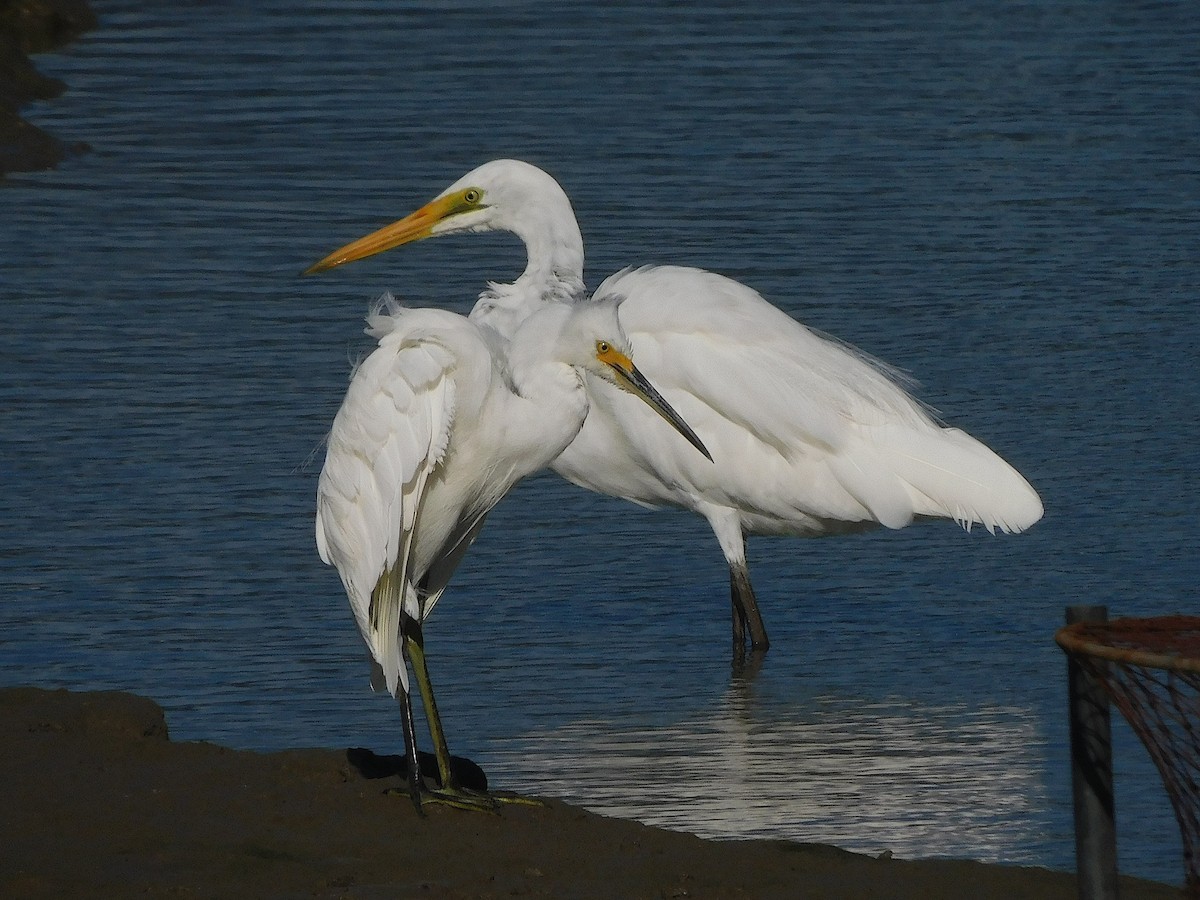 silkehegre - ML644511580