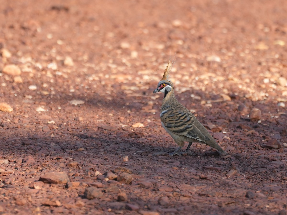 Spinifex Pigeon - ML644511584