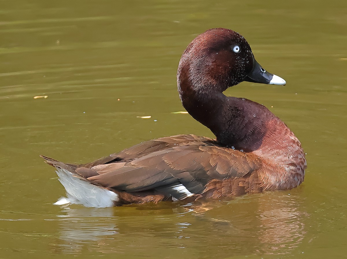 Hardhead - ML644511593