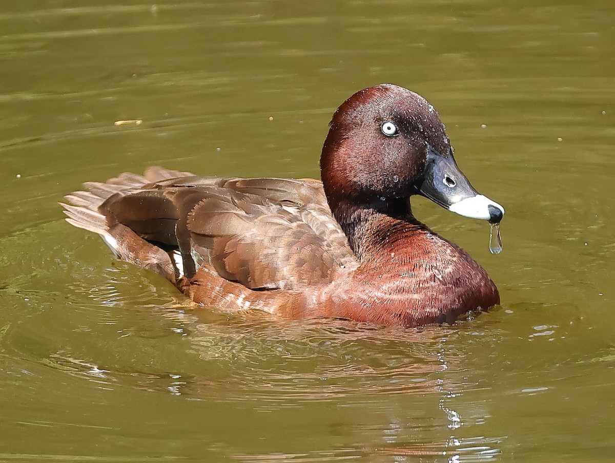 Hardhead - ML644511594