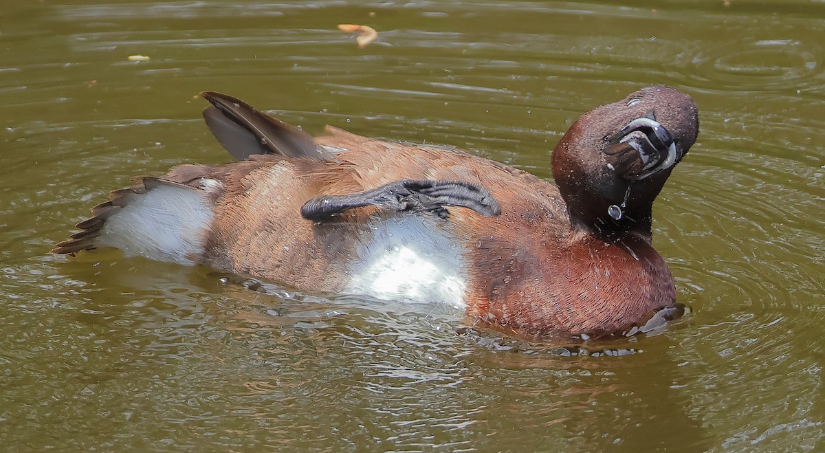 Hardhead - ML644511596