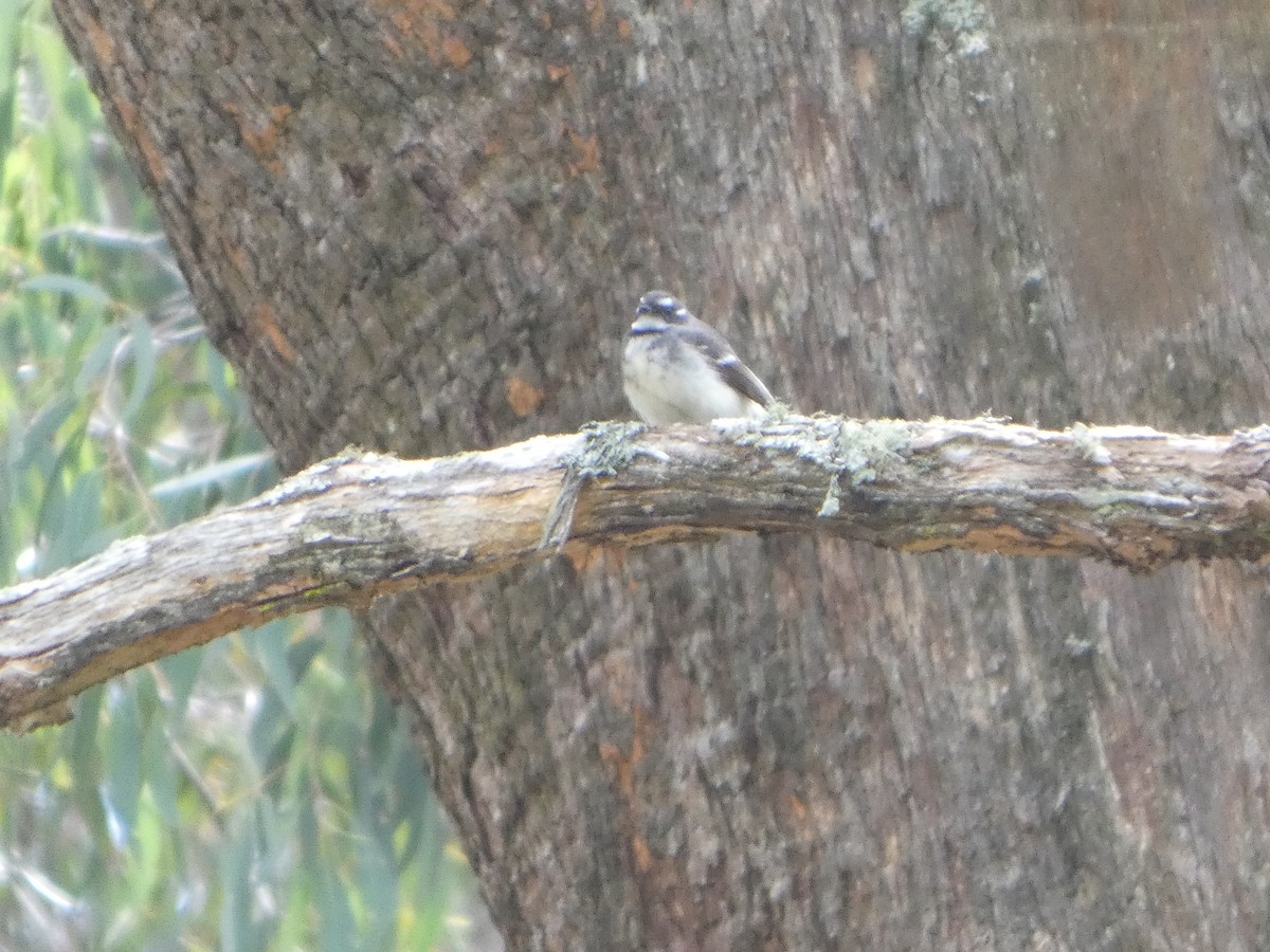 Gray Fantail - ML644511601