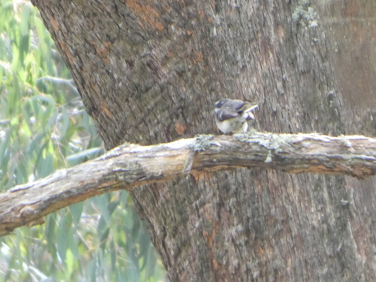 Gray Fantail - ML644511602