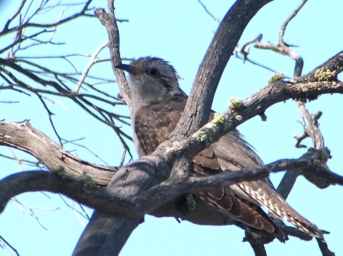 Pallid Cuckoo - ML644511604