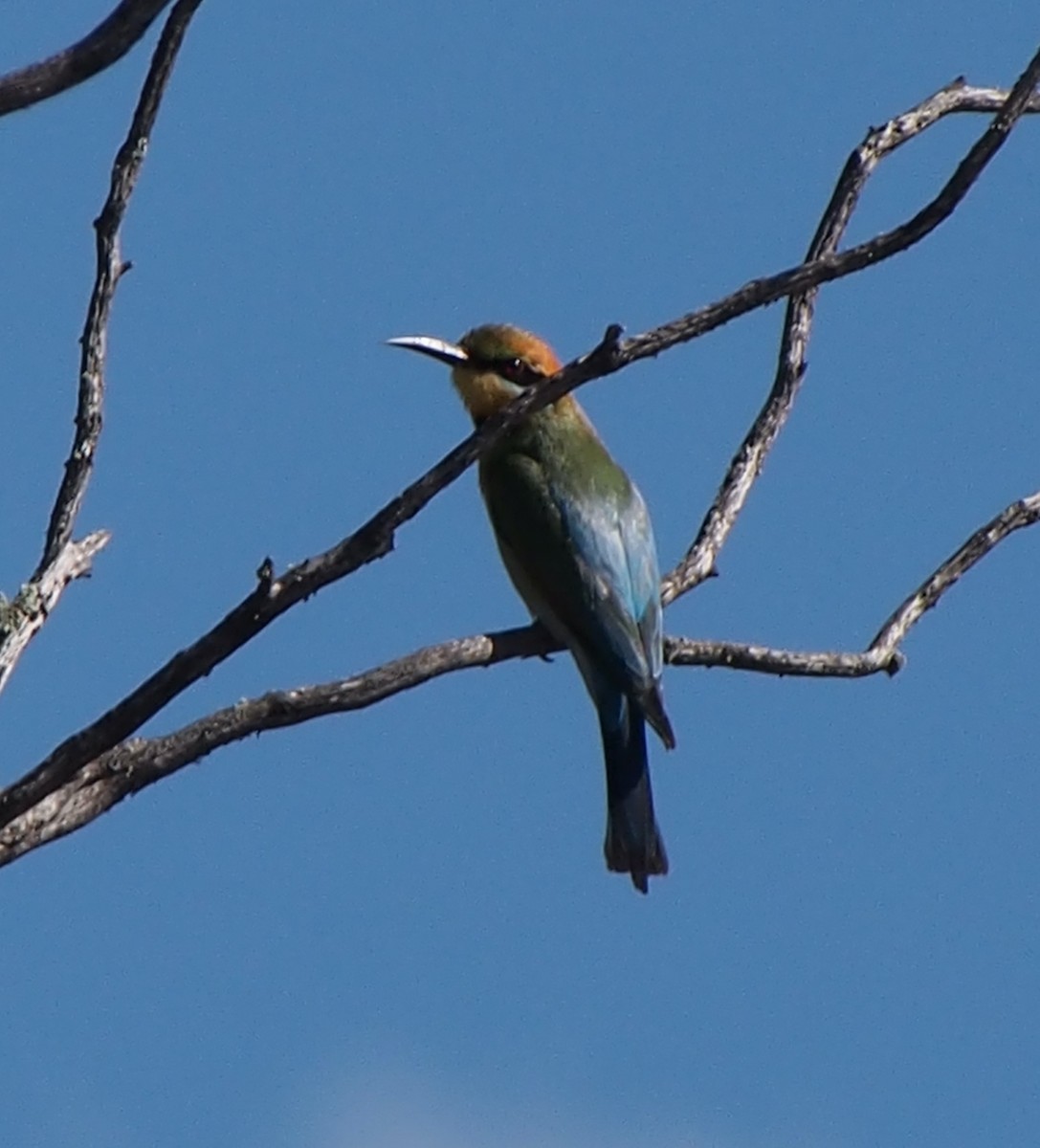 regnbuebieter - ML644511606