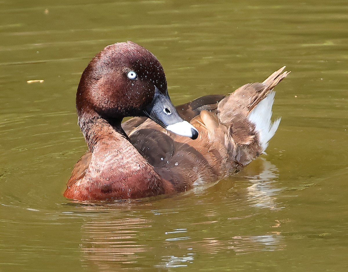 Hardhead - ML644511617