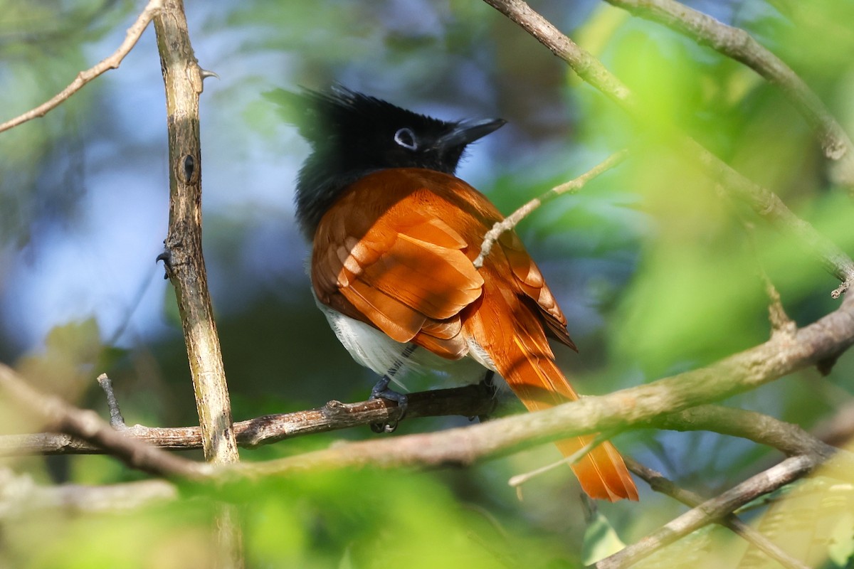 Indian Paradise-Flycatcher - ML644511625