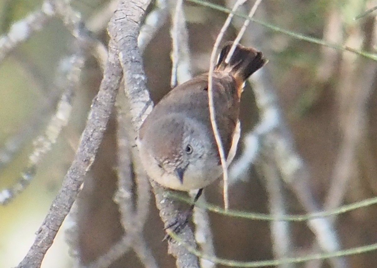 Chestnut-rumped Thornbill - ML644511627