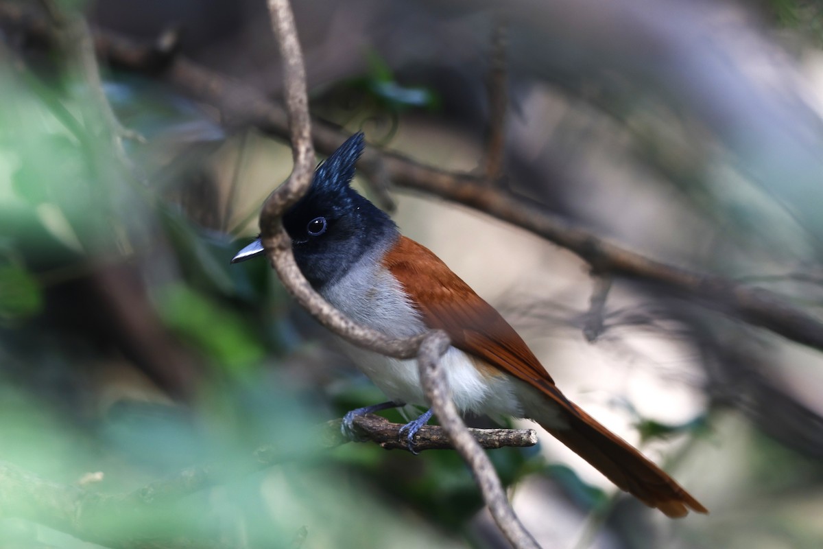 Indian Paradise-Flycatcher - ML644511631