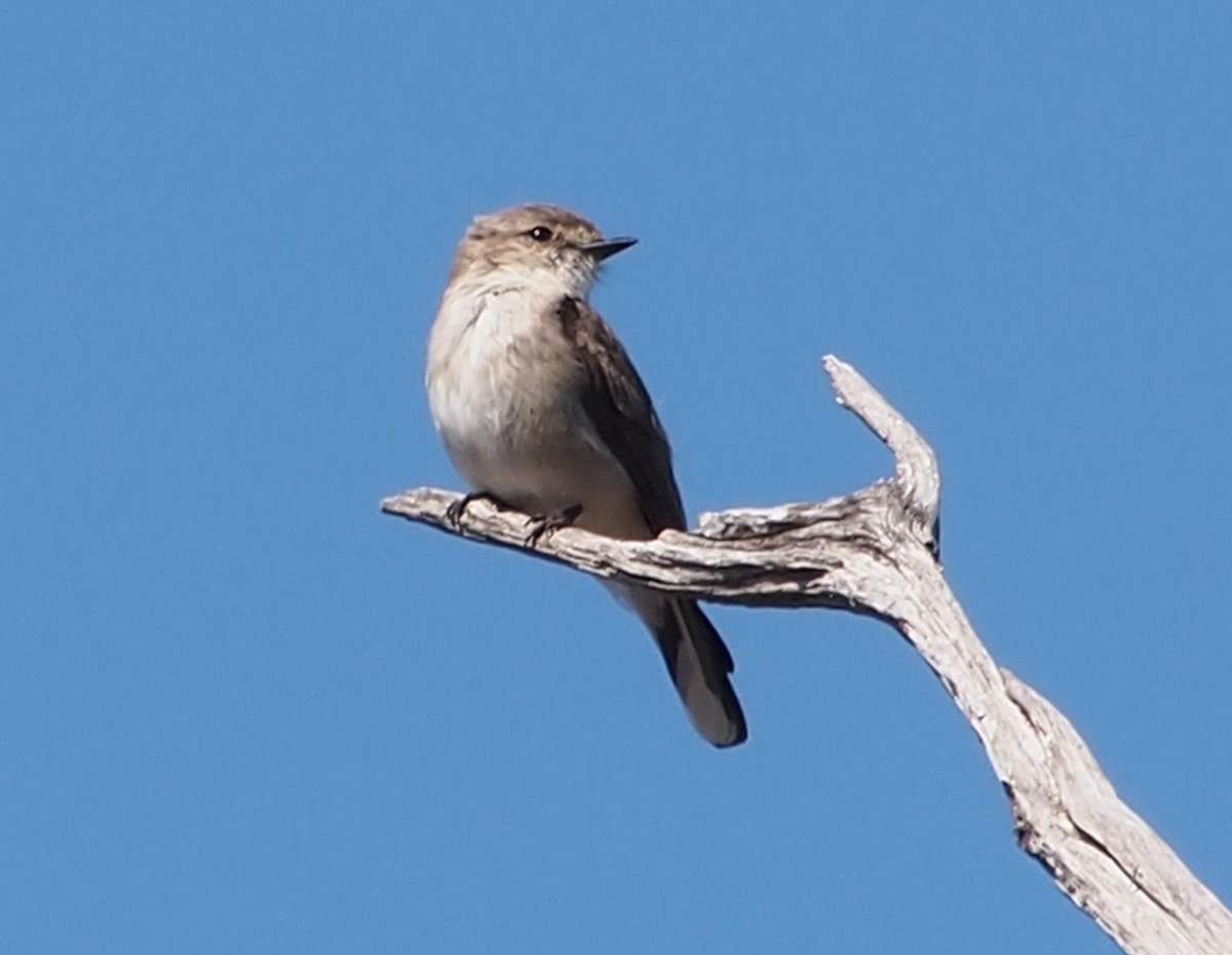 オジロオリーブヒタキ - ML644511637