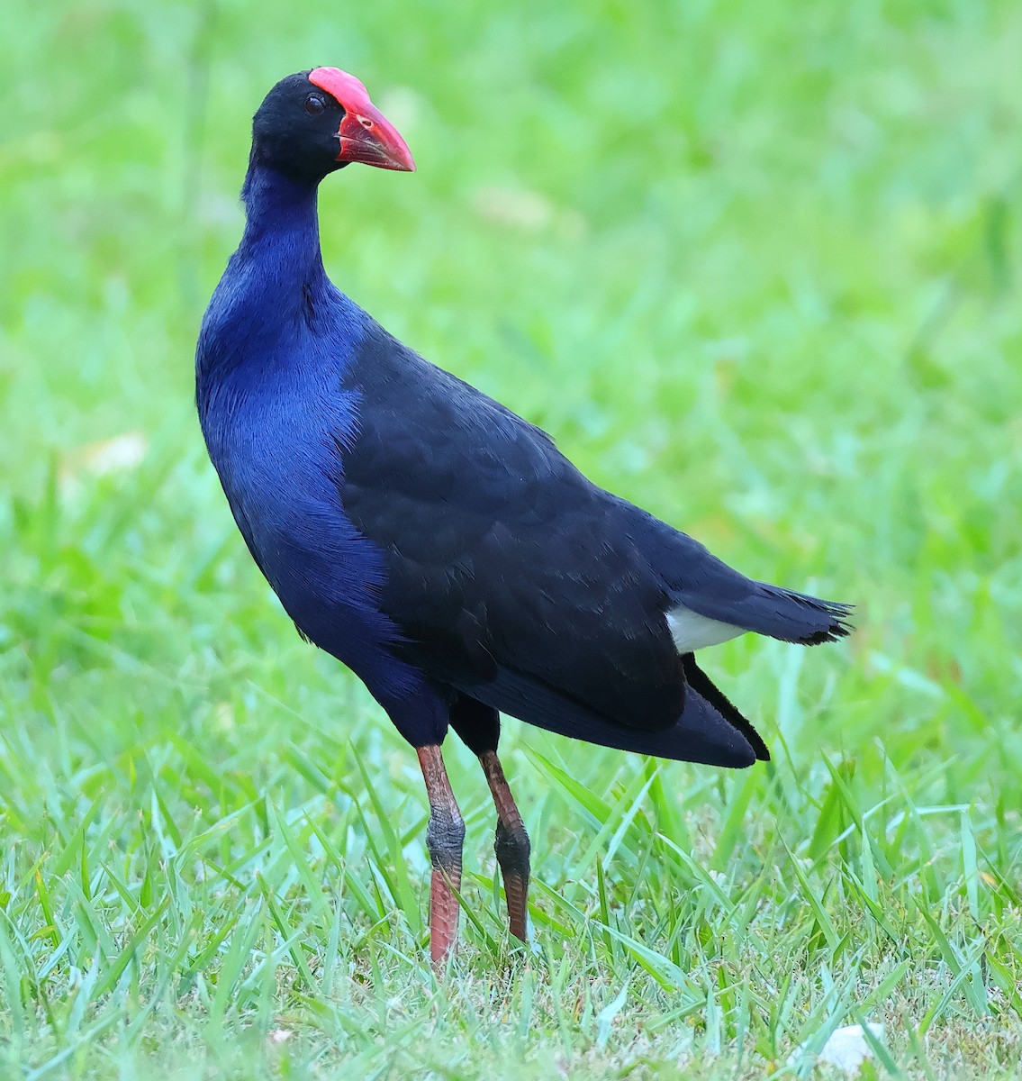 Султанка австралійська - ML644511639