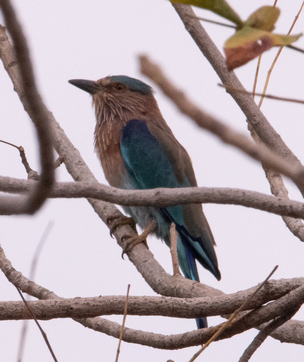 bengalråke - ML644511646