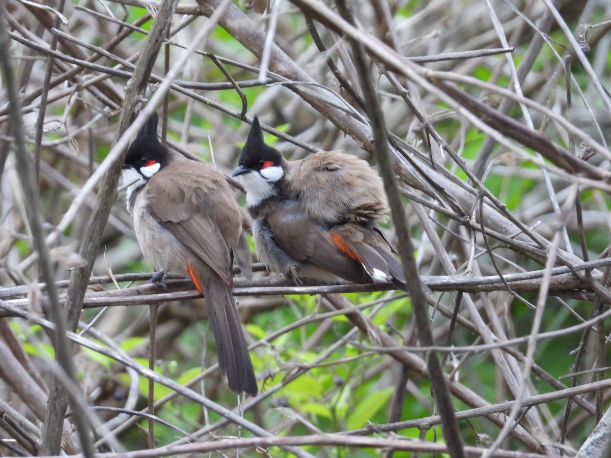 Al Kulaklı Arapbülbülü - ML644511647