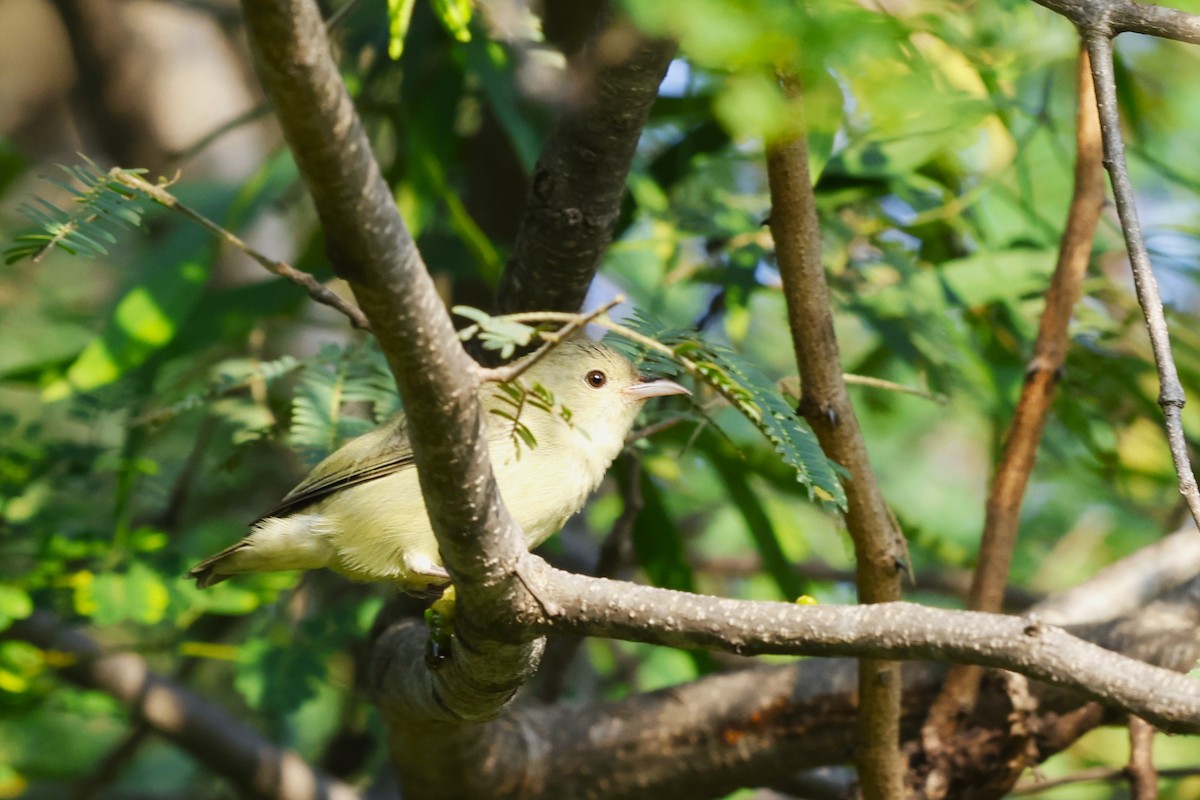 Dicée à bec rouge - ML644511654